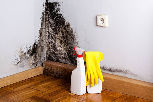 Best Black Mold Remediation in Mission, KS